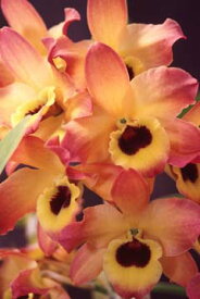デンドロビューム苗Den. Oriental Smile‘Butterfly’BM/JOGAオリエンタルスマイル‘バタフライ’1作開花サイズ苗です。花は咲いていません。