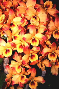 fhr[cDen. Oriental MagiceCountryfIG^}WbNeJg[f1JԃTCYcłBԂ͍炢Ă܂B