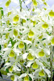 デンドロビューム苗Den.Fuga 'GreenSweet'（signatumxThwaitesiae）フーガ‘グリーンスイート’1作開花サイズ苗です。花は咲いていません。