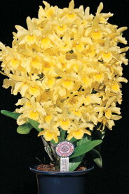 デンドロビューム苗Den.Yellow Song‘Candy’イエローソング‘キャンディー’1作開花サイズ苗です。花は咲いていません。