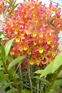 �f���h���r���[���cDen.Oriental Sunrise�eEvening Kiss�f�I���G���^���T�����C�Y�e�C�u�j���O�L�b�X�f1��J�ԃT�C�Y�c�ł��B�Ԃ͍炢�Ă��܂���B