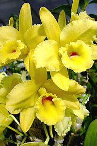 fhr[cDen.Yellow PaneyeMarchfCG[yj[e}[`f1JԃTCYcłBԂ͍炢Ă܂B