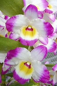 fhr[cLucky AngeleSmashfSM/JOGA SQ/JOGAbL[GWFeX}bVf1JԃTCYcłBԂ͍炢Ă܂B