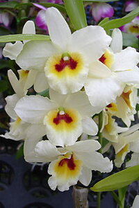 fhr[cDen.Sunny GoldeSpring ShowerfSQ/JOGATj[S[heXvOV[f1JԃTCYcłBԂ͍炢Ă܂B