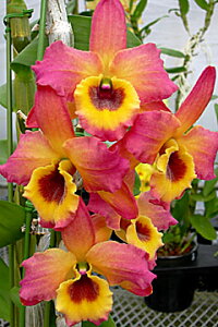 fhr[cDen.Oriental MagiceInakamusumefIG^}WbNecɖf1JԃTCYcłBԂ͍炢Ă܂B