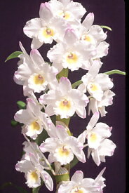 デンドロビューム苗Den.White Rabbit 'Sakurahime' SM/WOCホワイトラビット‘サクラヒメ’1作開花サイズ苗です。花は咲いていません。