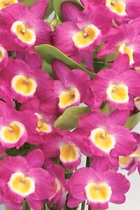 fhr[cDen.Pink KisseComet QeenfBM/JOGAsNLbXeRbgNC[f1JԃTCYcłBԂ͍炢Ă܂B