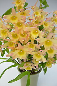 デンドロビューム苗Den.Spring Bird‘Kurashiki’スプリングバード‘倉敷’1作開花サイズ苗です。花は咲いていません。