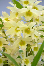 デンドロビューム苗Den.Spring Bird‘Tsuyama’スプリングバード‘津山’1作開花サイズ苗です。花は咲いていません。