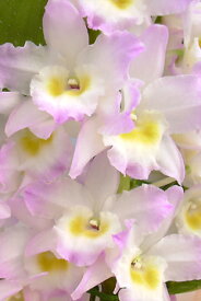 デンドロビューム苗Den. Fancy Angel‘Lycee’ファンシーエンジェル‘リセ’1作開花サイズ苗です。花は咲いていません。