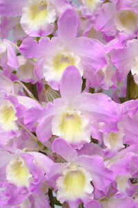 デンドロビューム苗Den. Joyful Day‘Joyful Day’ジョイフルデー‘ジョイフルデー’1作開花サイズ苗です。花は咲いていません。