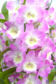 デンドロビューム苗Den. Violet Fizz‘Luna’バイオレットフィズ‘ルナ’1作開花サイズ苗です。花は咲いていません。