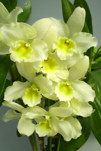 fhr[cDen. Pittero@GoldePrincessfBM/JOGAsbeS[hevZX1JԃTCYcłBԂ͍炢Ă܂B