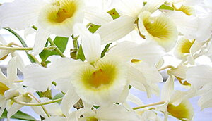 fhr[̑IDen.signatum 'Yamamoto97'VOi^ 'Yamamoto97'1JԃTCYcłBԂ͍炢Ă܂B