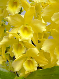 デンドロビューム苗Den.Yellow Ribbon ‘Okayama’イエローリボン‘オカヤマ’1作開花サイズ苗です。花は咲いていません。