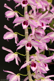 デンドロビューム原種の苗Dendrobium anosmum'S&W A Touch of Class' JC/AOS1作開花サイズ苗です。花は咲いていません。