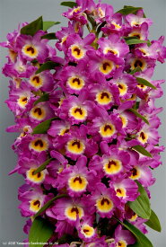 デンドロビューム苗Den.Lucky Smile 'Aventure'ラッキースマイル‘アバンチュール’1作開花サイズ苗です。花は咲いていません。