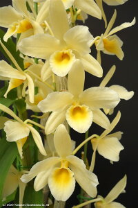 �f���h���r���[���cDen. Oborozuki 'Canary' AM/RHS �I�{���d�L�e�L���i���[�f AM/RHS1��J�ԃT�C�Y�c�ł��B�Ԃ͍炢�Ă��܂���B