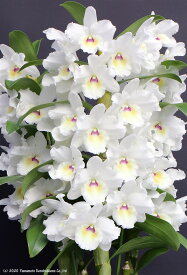 デンドロビューム苗Royal Bride ‘Polar Bear’ BM/JGPロイヤルブライド‘ポーラーベアー’1作開花サイズ苗です。花は咲いていません。