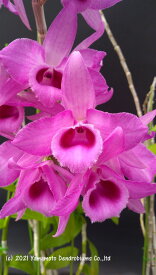 デンドロビューム原種の苗Den. anosmum 'Hanohano'アノスマム‘ハノハノ’1作開花サイズ苗です。花は咲いていません。