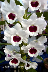 fhr[cDen. Winter Magic 'Success' BM/JOGAEC^[}WbNeTNZXf1JԃTCYcłBԂ͍炢Ă܂B