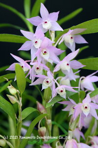 デンドロビューム原種の苗Den. hercoglossum (Dwarf type)ヘルコグロッサム(雲南省産矮性タイプ )1作開花サイズ苗です。花は咲いていません。