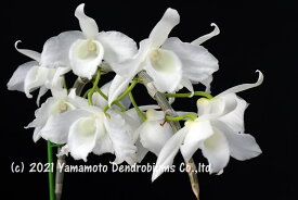 デンドロビューム原種の苗 Den. anosmum album 'Kurashiki White' HCC/JOS1作開花サイズ苗です。花は咲いていません。