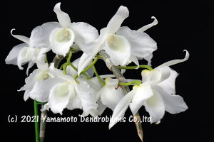 �f���h���r���[������̕c Den. anosmum album 'Kurashiki White' HCC/JOS1��J�ԃT�C�Y�c�ł��B�Ԃ͍炢�Ă��܂���B