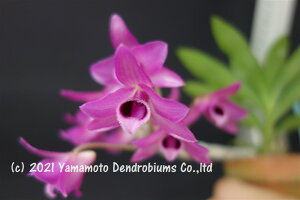 fhr[̕cDen. parishii@1JԃTCYcłBԂ͍炢Ă܂B