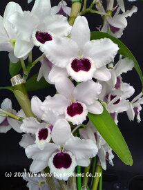 デンドロビューム苗Den.Yukidaruma 'King'　AM/AOS , AM/JOSユキダルマ‘キング’1作開花サイズ苗です。花は咲いていません。