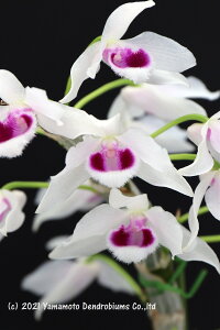 fhr[̕c Den. rhodopterygium semi album 'Ching Hua #2'1JԃTCYcłBԂ͍炢Ă܂B