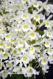 デンドロビューム苗Den. Pretty Dancer ‘Wataboshi’ プリティダンサー ‘ワタボウシ’1作開花サイズ苗です。花は咲いていません。