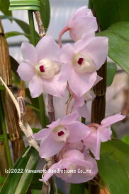 デンドロビューム原種の苗Den. aduncum ‘Kurahashi’ BM/JOGA1作開花サイズ苗です。花は咲いていません。