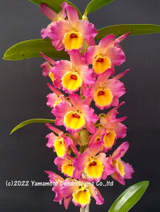 �f���h���r���[���cDen. Oriental Dress 'Sunrise'�I���G���^���h���X �e�T�����C�Y�f1��J�ԃT�C�Y�c�ł��B�Ԃ͍炢�Ă��܂���B