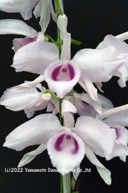 デンドロビューム原種の苗 Den. anosmum fma. huttonii ‘Hamamo’ 1作開花サイズ苗です。花は咲いていません。