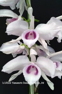 fhr[̕c Den. anosmum fma. huttonii eHamamof 1JԃTCYcłBԂ͍炢Ă܂B