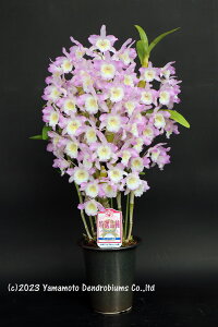 �f���h���r���[���cDen. Pretty Dancer 'Baby Pink'�v���e�B�[�_���T�[�e�x�r�[�s���N�f1��J�ԃT�C�Y�c�ł��B�Ԃ͍炢�Ă��܂���B