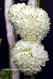 デンドロビューム原種の苗Den. purpureum fma. album 'Enami'1作開花サイズ苗です。花は咲いていません。