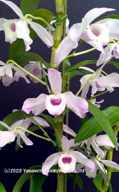 デンドロビューム原種の苗Den. nobile var. ballianum1作開花サイズ苗です。花は咲いていません。