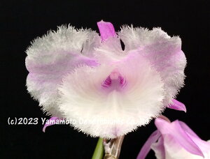 fhr[̕cDen. aphyllum fma. trilabelo 'Shining Pink' 1JԃTCYcłBԂ͍炢Ă܂B