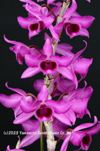 fhr[̕c Den. anosmum ' Purple Passion ' BM/JOGA1JԃTCYcłBԂ͍炢Ă܂B