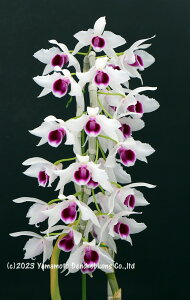 fhr[z̕cDen. Hsinying Sweet Scent 'Setouch' 1JԃTCYcłBԂ͍炢Ă܂B