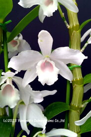 デンドロビューム原種の苗Den. nobile fma.carnea 'F.Arima' 1作開花サイズ苗です。花は咲いていません。