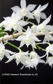 デンドロビューム原種の苗Den. hercoglossum fma. album 'Tiny Angel'1作開花サイズ苗です。花は咲いていません。