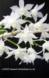 �f���h���r���[������̕cDen. hercoglossum fma. album 'Tiny Angel'1��J�ԃT�C�Y�c�ł��B�Ԃ͍炢�Ă��܂���B