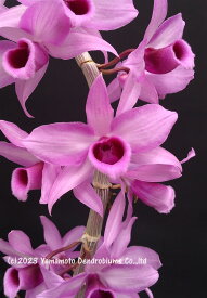 デンドロビューム原種の苗 Den. anosmum 'Purple Whisper' 1作開花サイズ苗です。花は咲いていません。