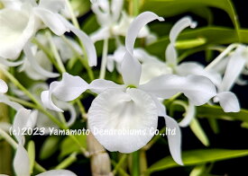 デンドロビューム原種の苗Den. tortile fma. album ‘Chie’ CHM/JOGA 1作開花サイズ苗です。花は咲いていません。