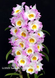 デンドロビューム苗Den. Fancy Heart ‘Jolie’ファンシーハート‘ジョリー’1作開花サイズ苗です。花は咲いていません。