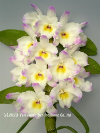 デンドロビューム苗Den.Silky Heart 'Empress'シルキーハート‘エンプレス’1作開花サイズ苗です。花は咲いていません。