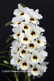デンドロビューム苗Snow Kiss 'Cielo' SSM/JOGA スノーキッス　‘シエロ’1作開花サイズ苗です。花は咲いていません。